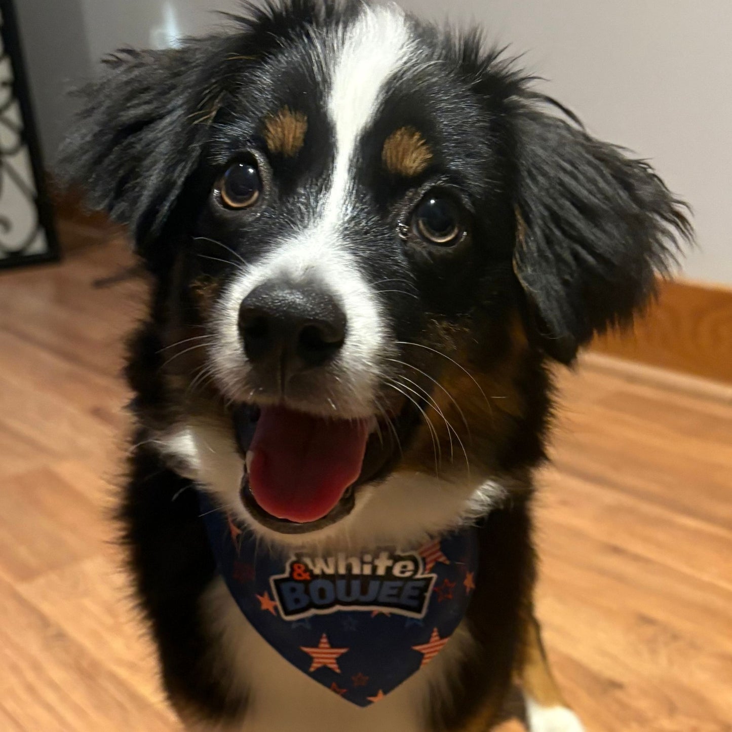 Red, White & Boujee Clip-on Pet Bandana