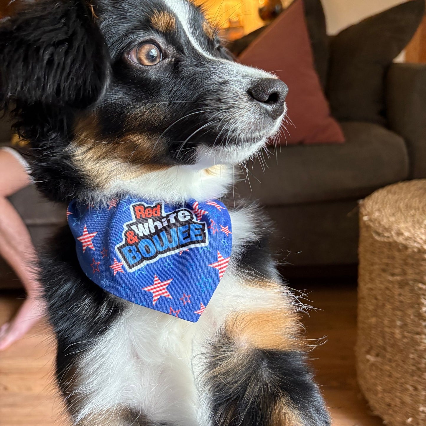 Red, White & Boujee Clip-on Pet Bandana