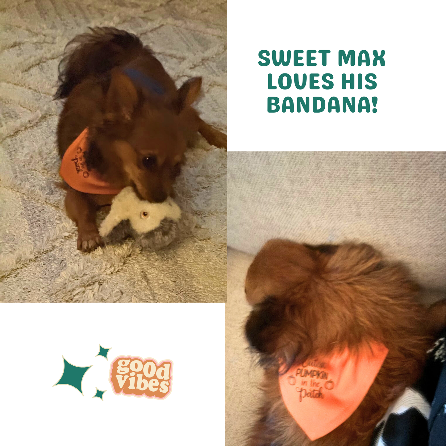 Cutest Pumpkin in the Patch Clip-on Pet Bandana